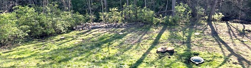 A turtle is laying in the grass in the middle of a forest.