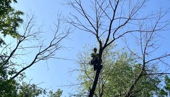 A man is climbing a tree with a chainsaw.