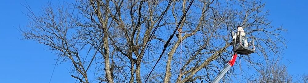 A man is sitting in a bucket on a crane cutting a tree.