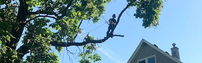 A man is climbing a tree in front of a house.
