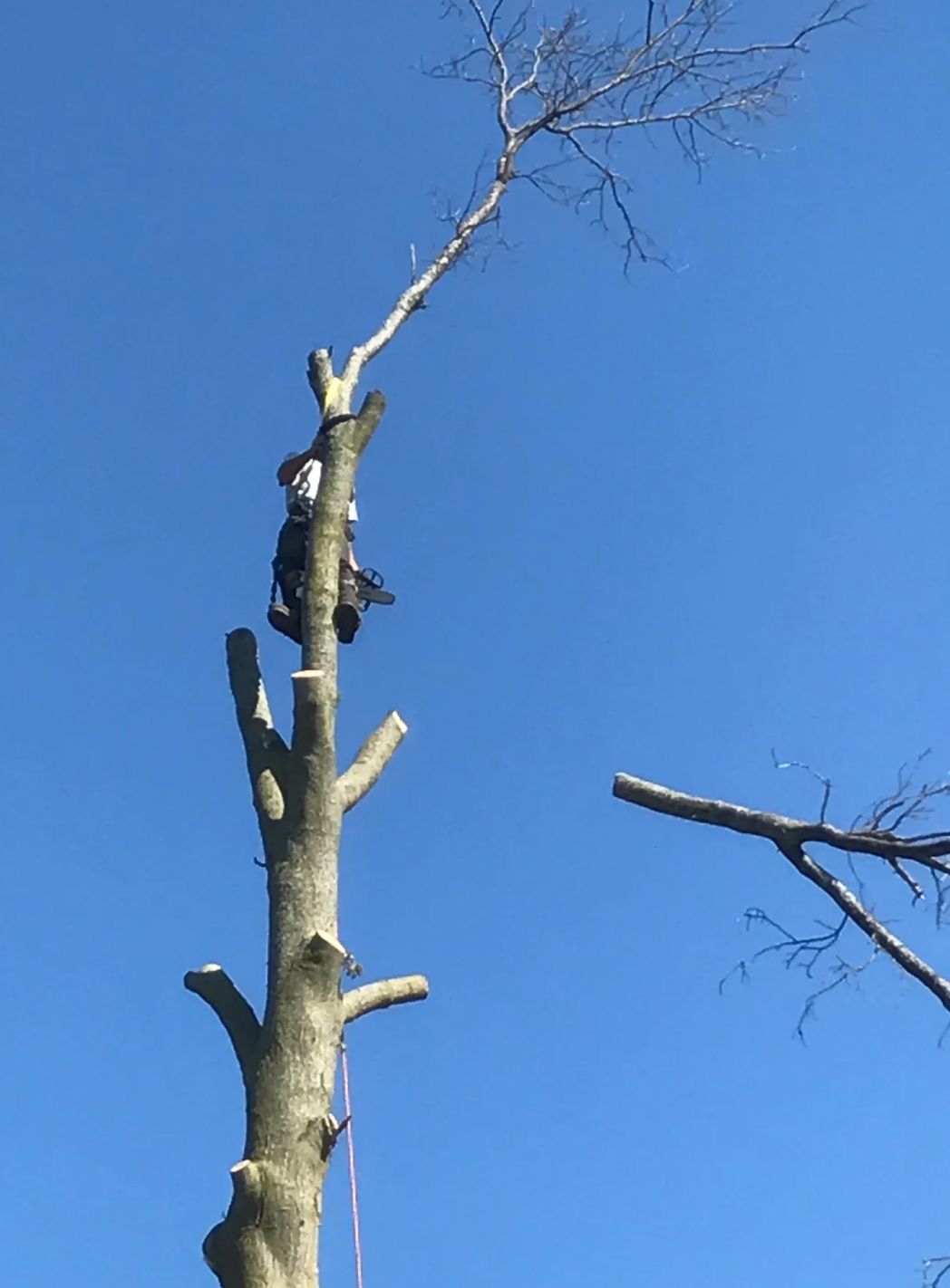 A man is climbing up the side of a tree.