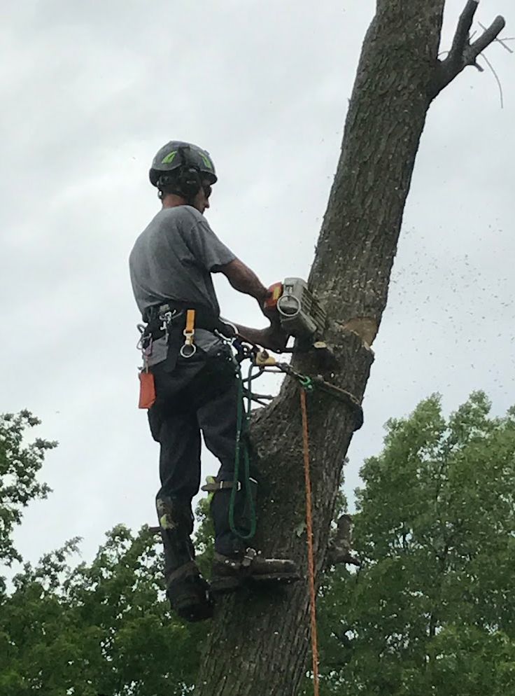 A man is climbing a tree with a chainsaw.