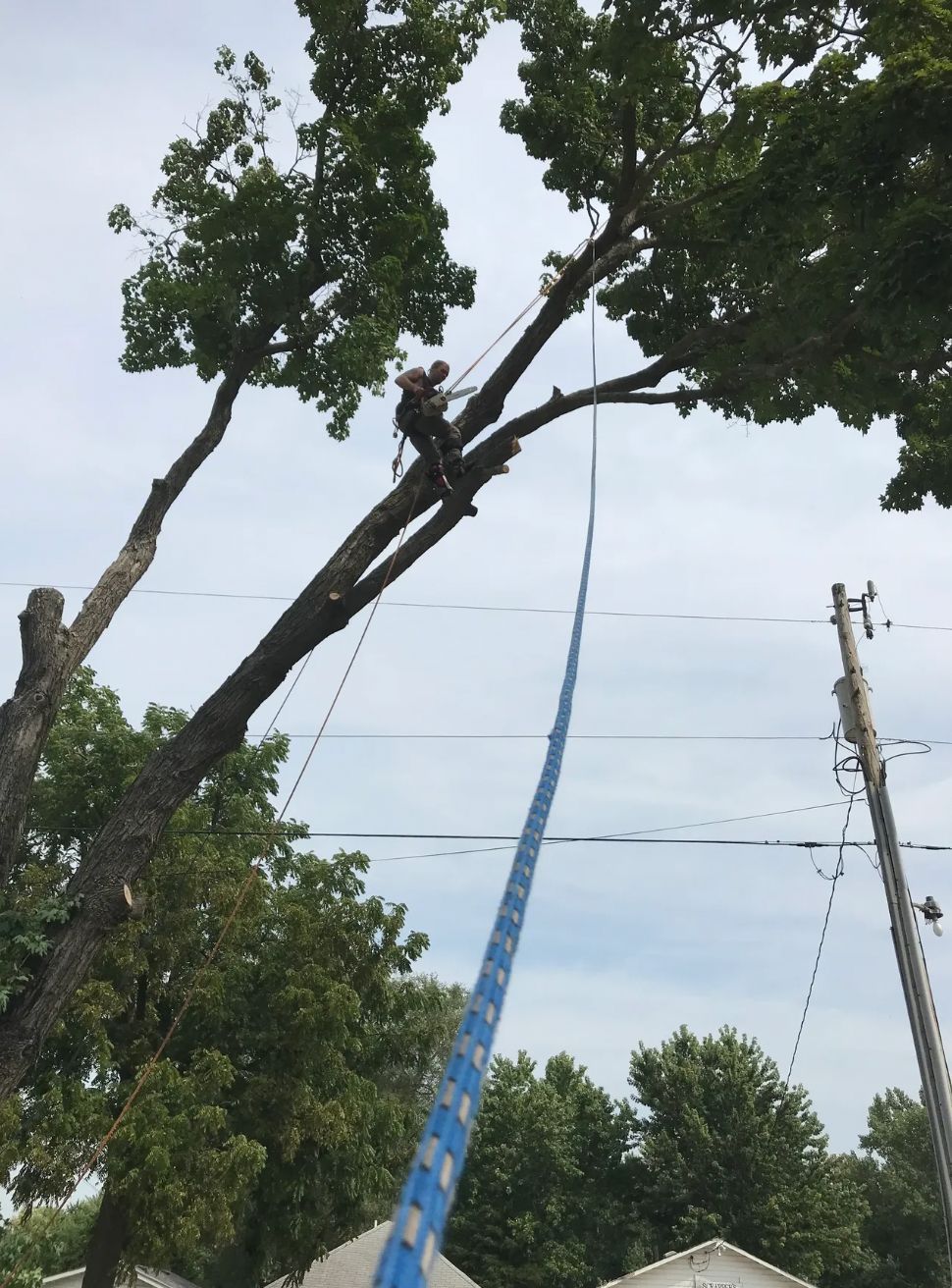 A man is cutting a tree with a crane