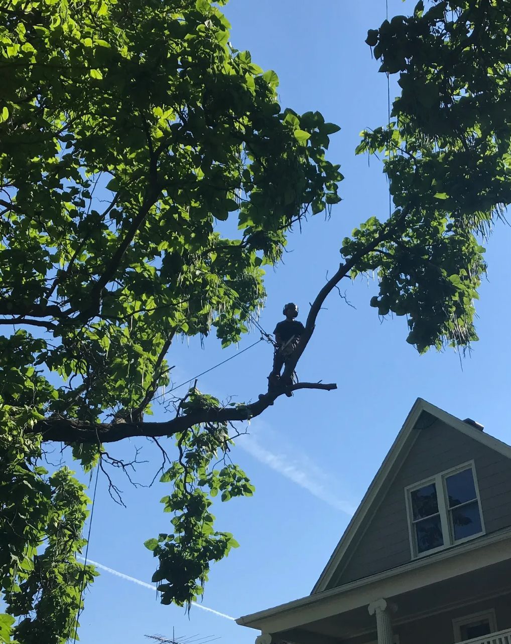 A man is sitting on a tree branch in front of a house
