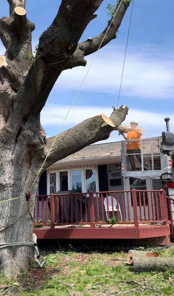 A man is cutting down a tree in front of a house.