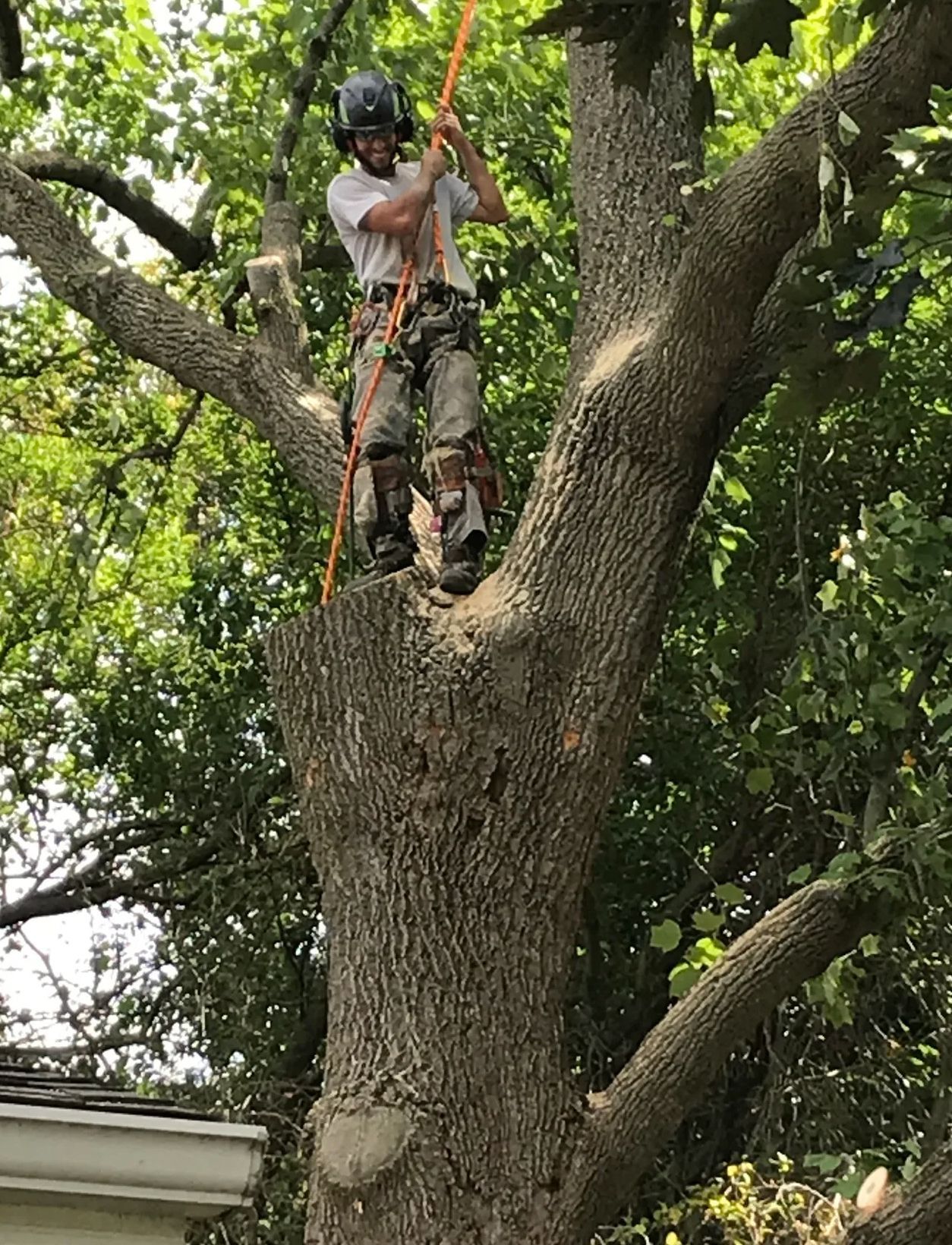 A man is standing on top of a large tree.