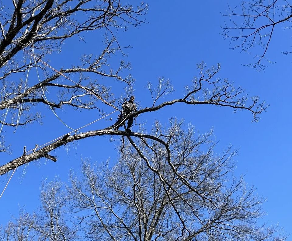 A person is sitting on a tree branch with a blue sky in the background.
