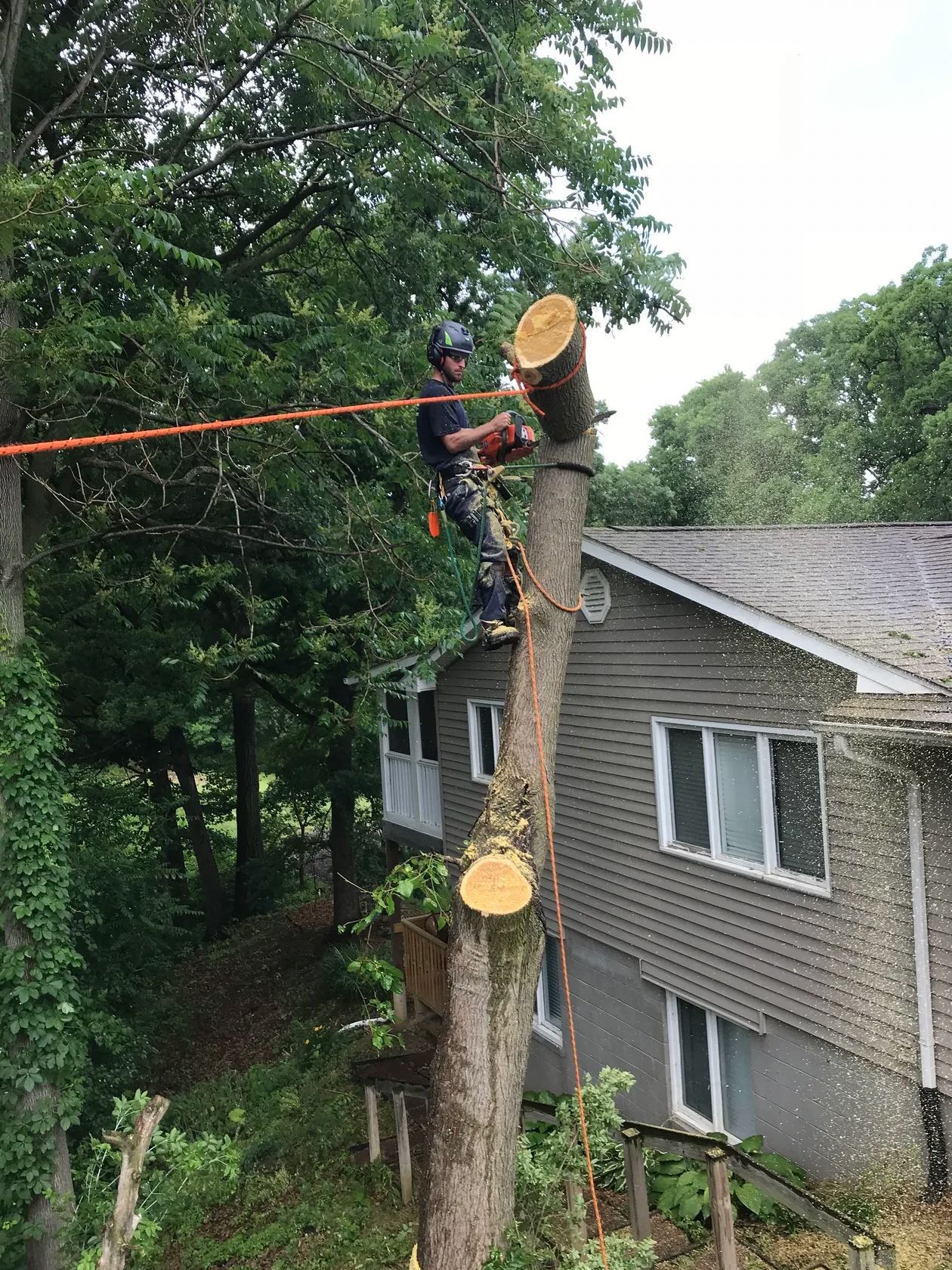 A man is cutting down a tree in front of a house.