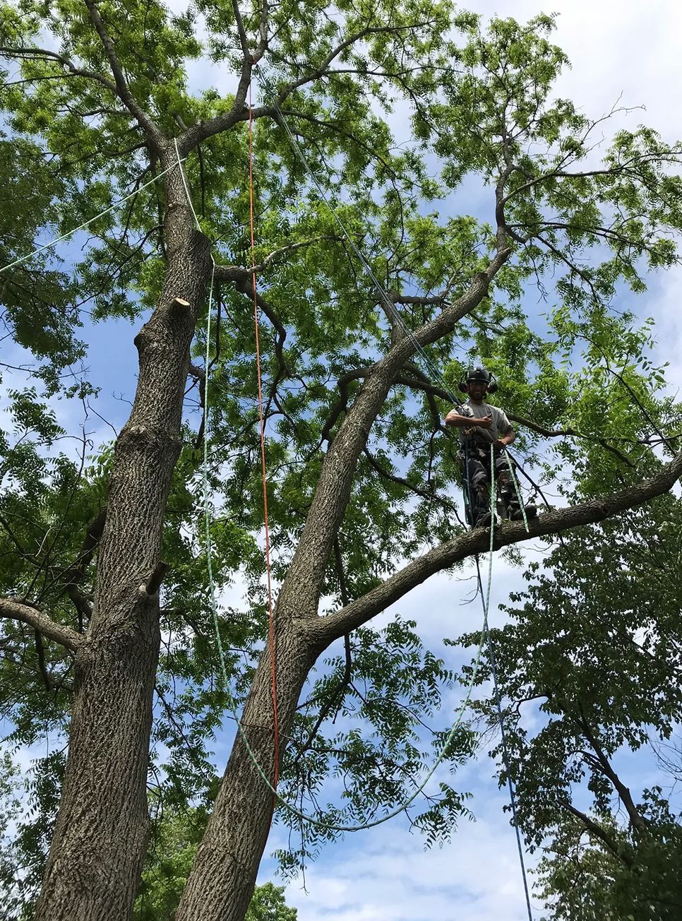 A man is climbing a tree with a chainsaw.