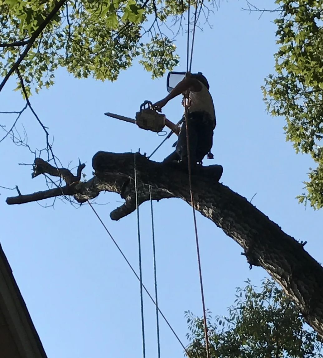 A man is cutting a tree branch with a chainsaw