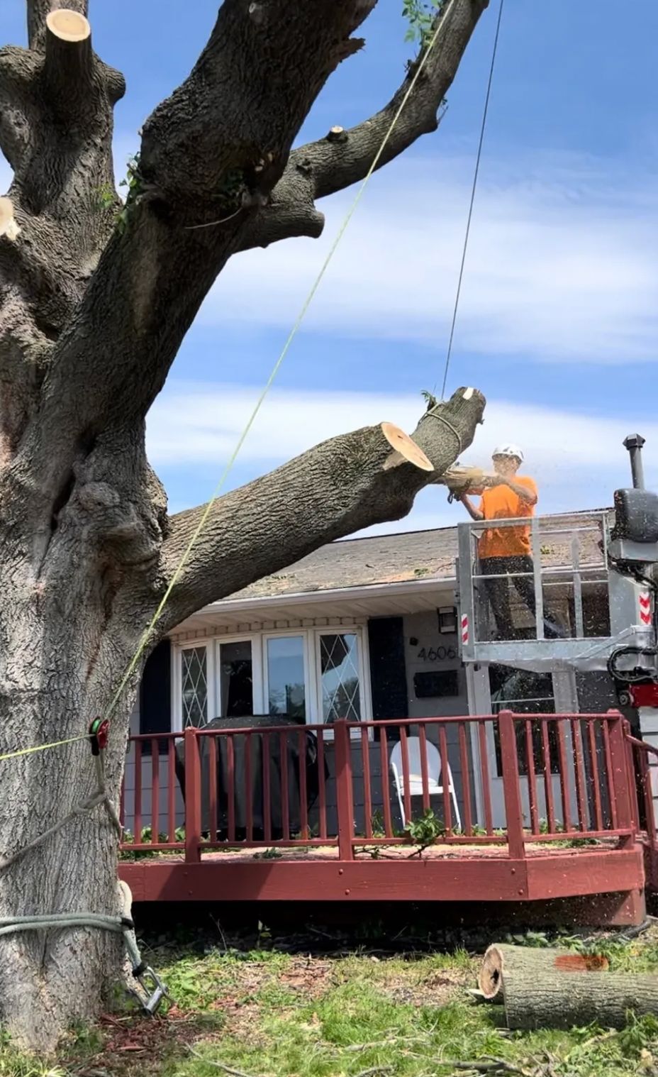 A man is cutting down a tree in front of a house.