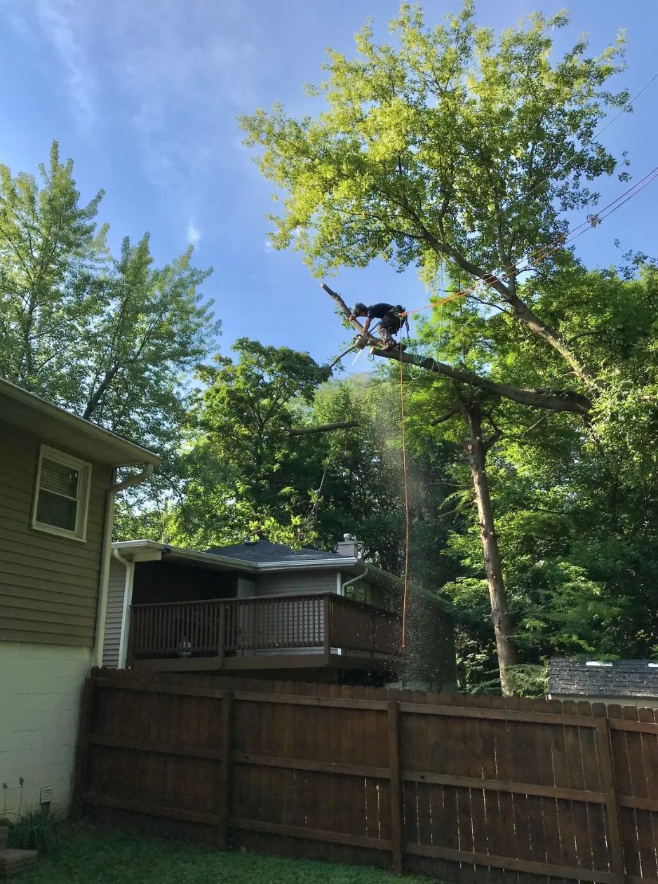 A man is cutting down a tree in front of a house.