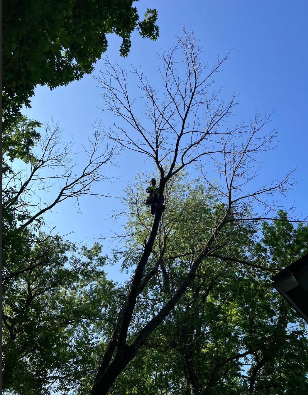 A person is cutting a tree with a chainsaw.