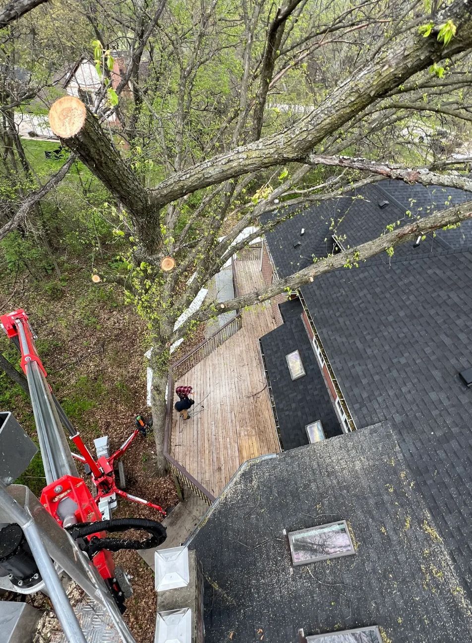 A person is cutting a tree on the roof of a house.