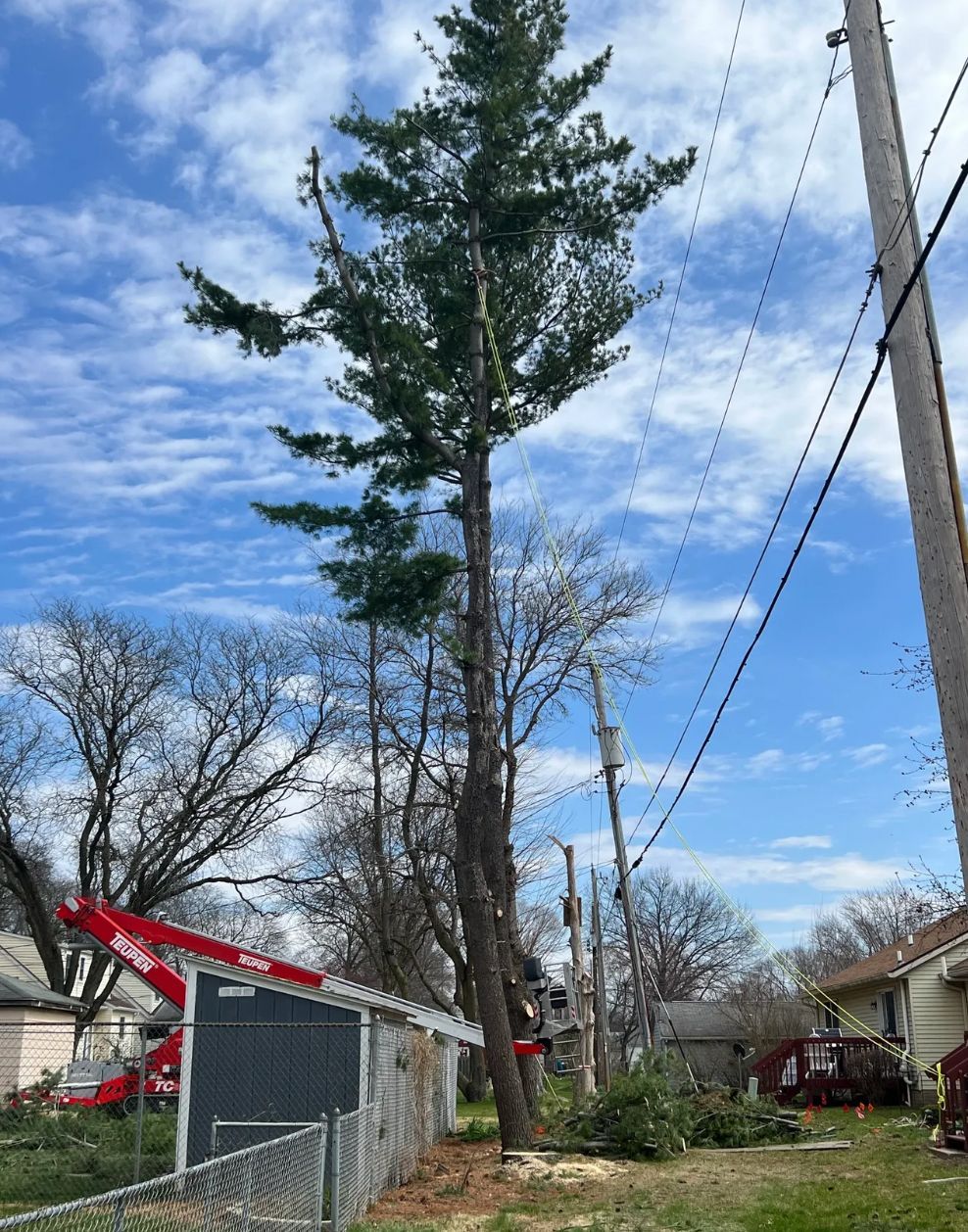 A large pine tree is being cut down in a residential area.
