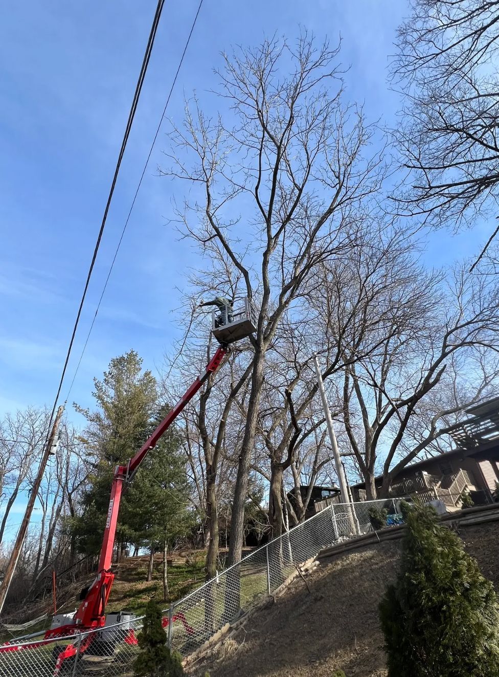 A man is cutting a tree with a crane.