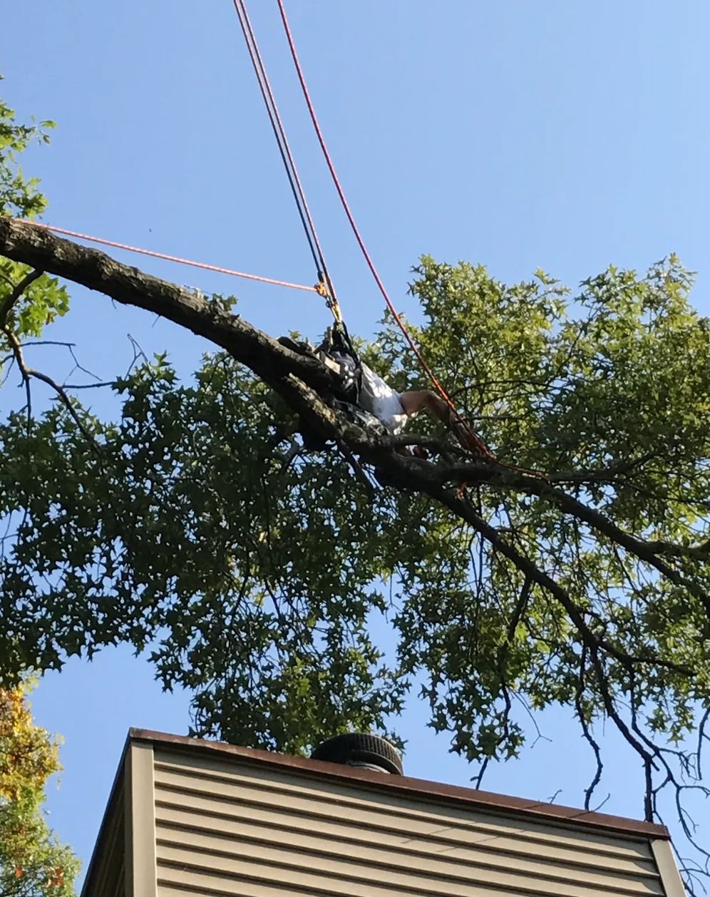 A tree is being removed from the roof of a house