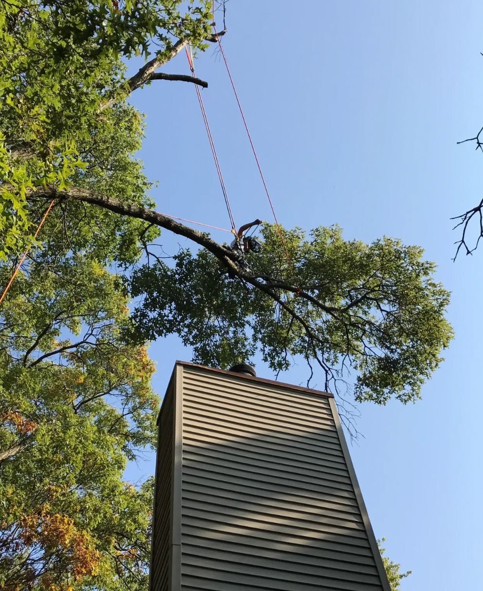 A tree is being removed from a chimney on a house.