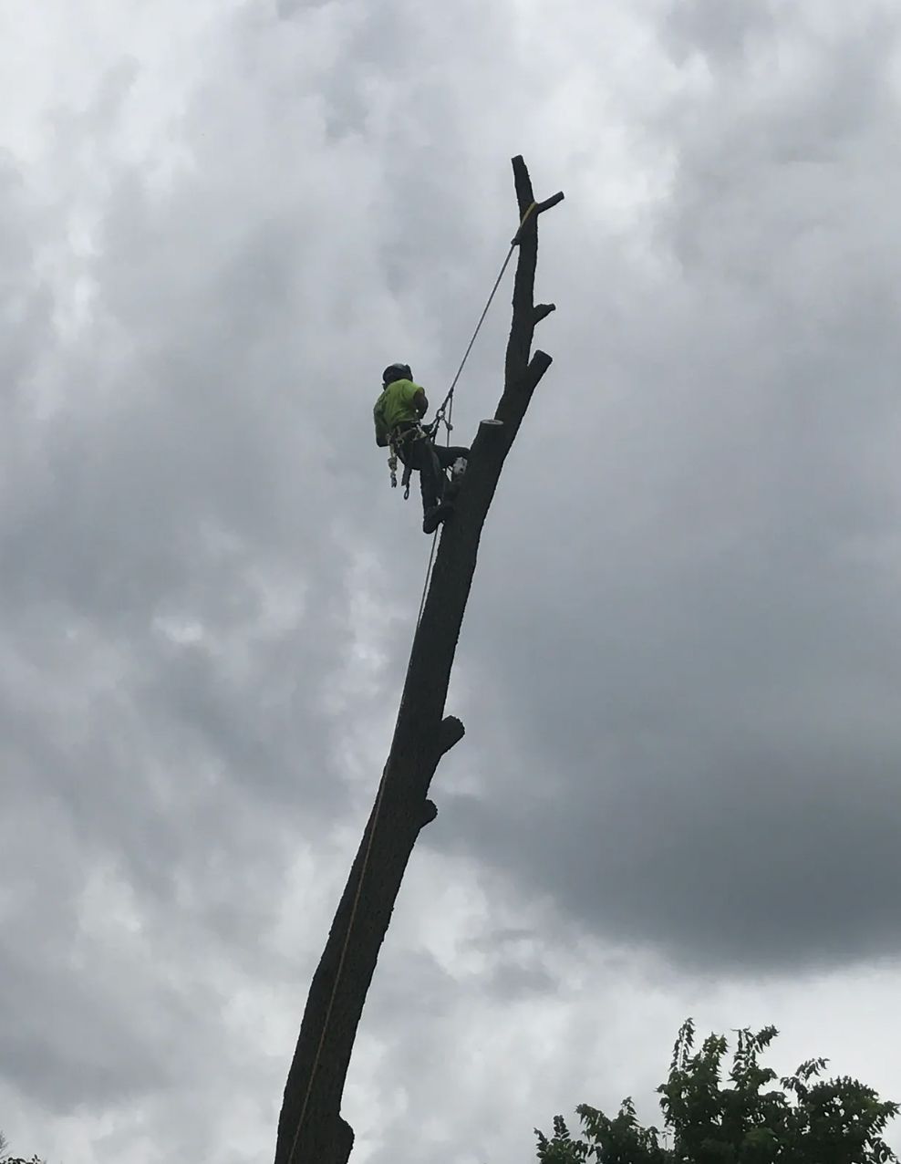 A man is climbing a tree with a rope attached to it.