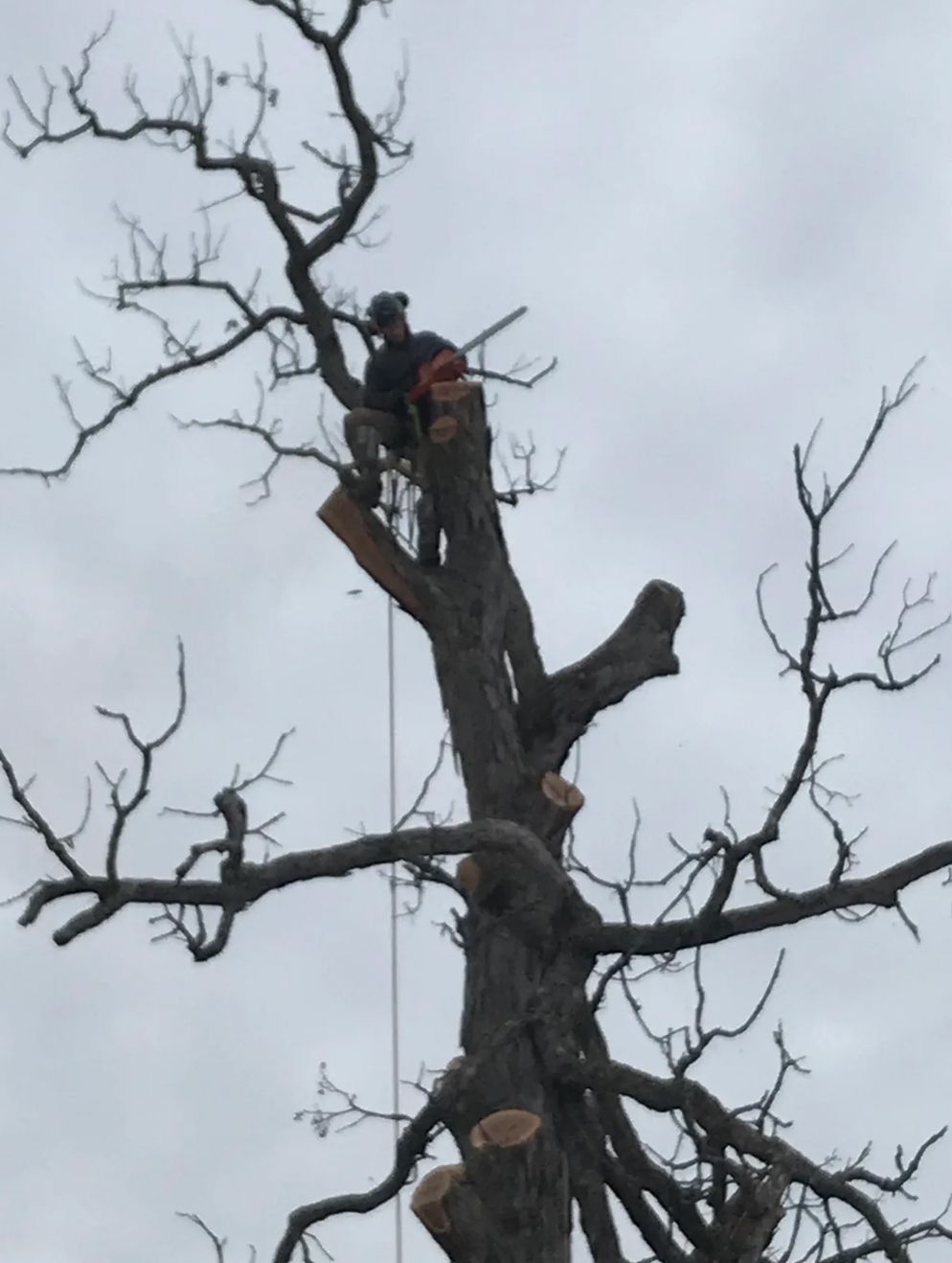 A man is climbing a tree with a chainsaw