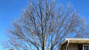 Leafless tree against a bright blue sky beside a house roofline
