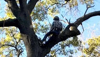 Person in a plaid shirt seated on a large tree branch, safety harness visible, with a blue sky background.