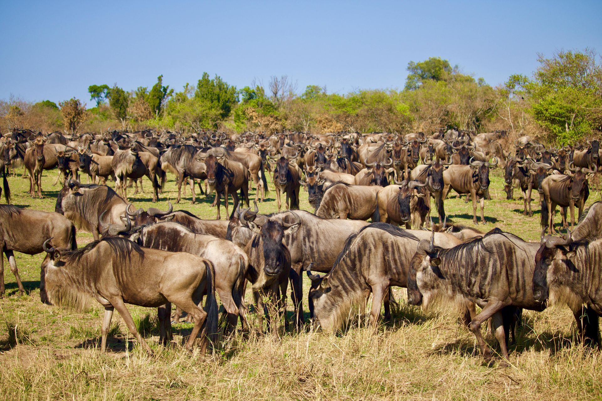 Herd of wildebeest grazing in a grassy savanna under a clear blue sky