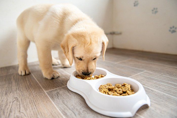 Puppy Eating a Dog Food — East Bend, NC — Grandview Animal Hospital