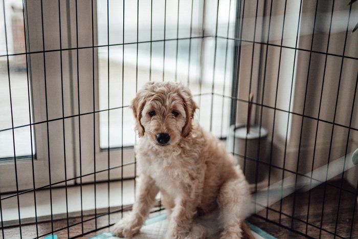 Dog Inside the Cage — East Bend, NC — Grandview Animal Hospital