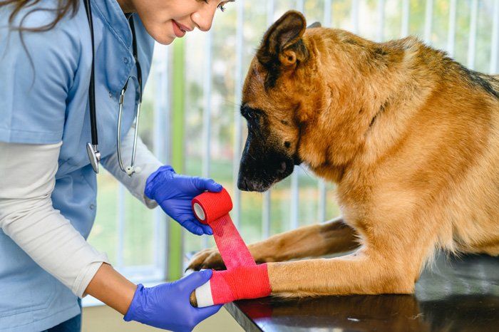 Veterinarian Bandaging a Dog — East Bend, NC — Grandview Animal Hospital