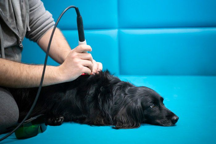 Dog Having Laser Therapy — East Bend, NC — Grandview Animal Hospital