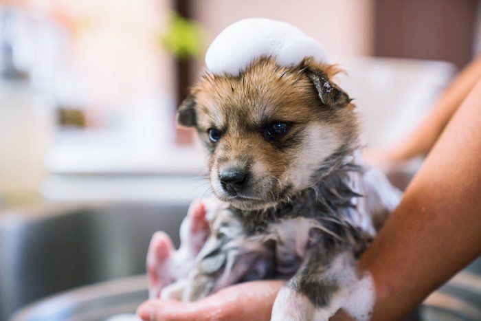 Puppy Having a Bath — East Bend, NC — Grandview Animal Hospital