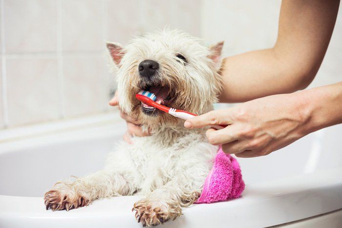 Dog Having a Toothbrush — East Bend, NC — Grandview Animal Hospital