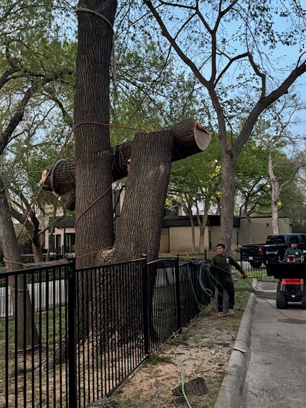 A man is standing next to a tree that has been cut down.