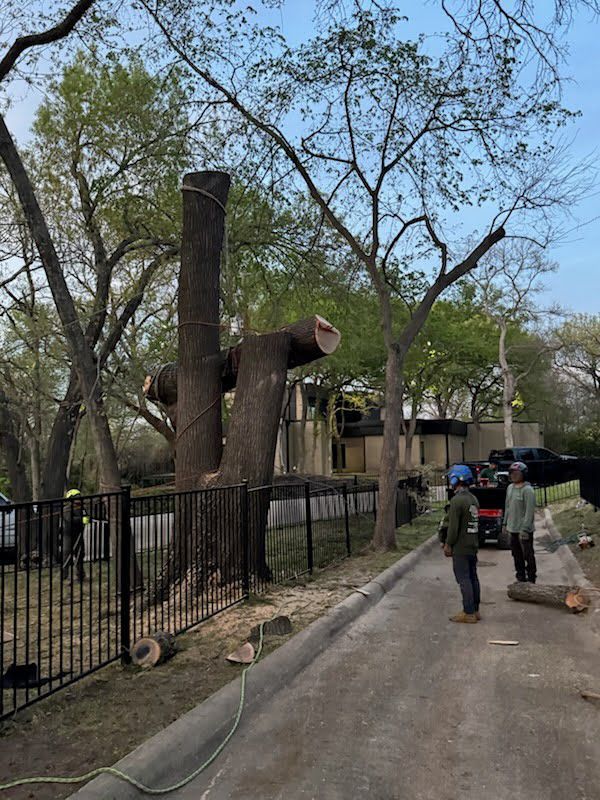A man is standing next to a tree that has been cut down.