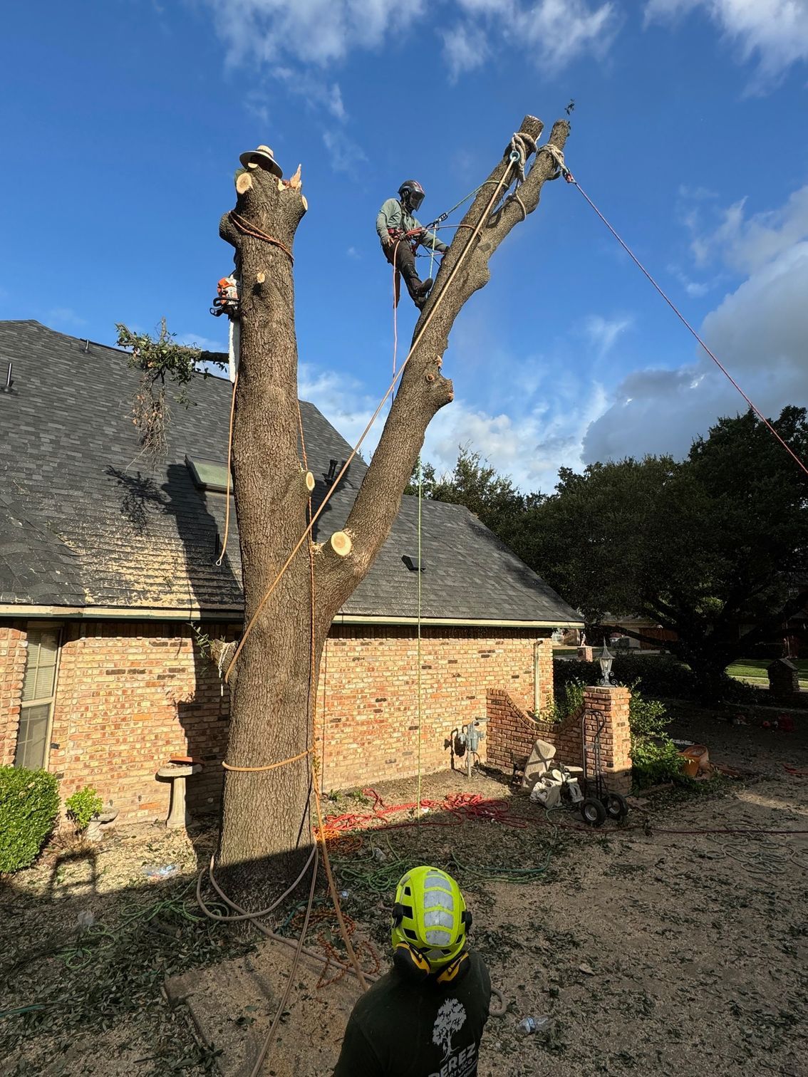 A man is climbing a tree in front of a house.