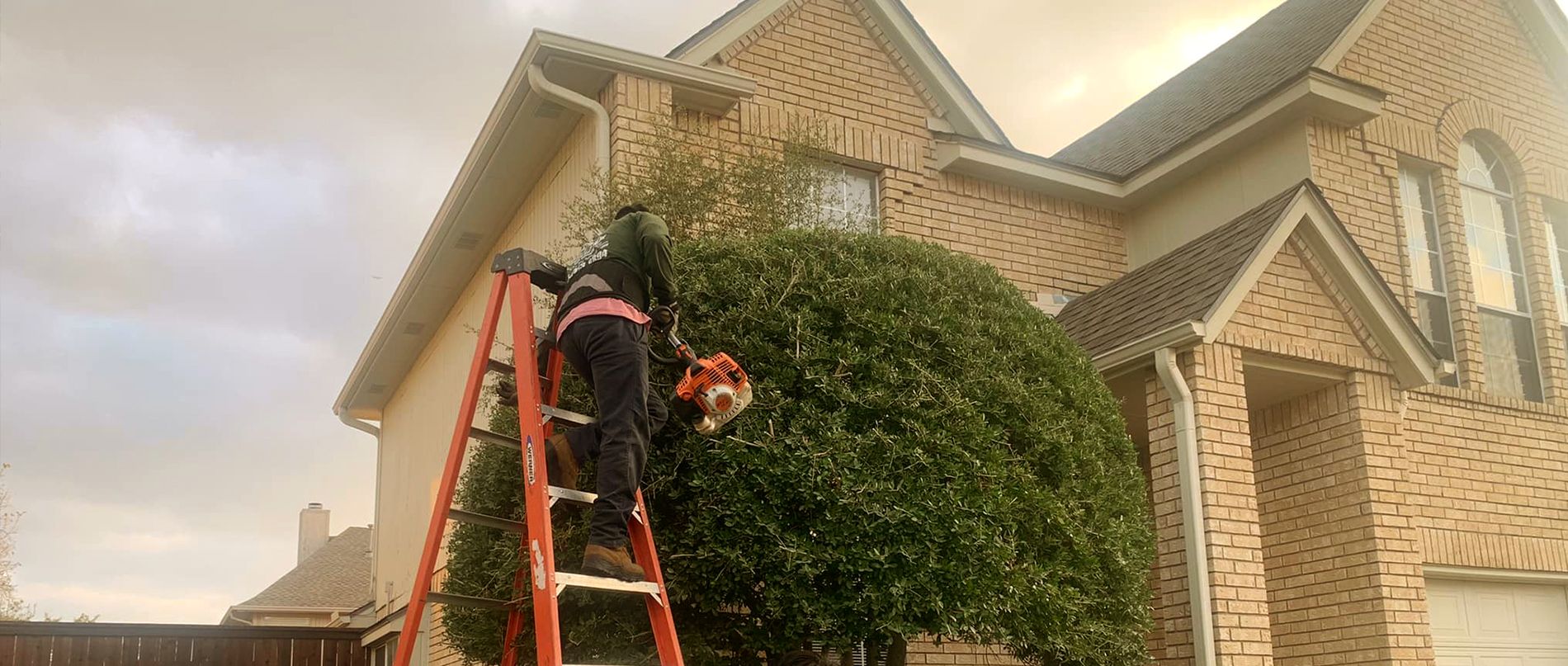 A man is standing on a ladder cutting a tree in front of a house.