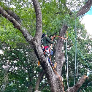 A man is climbing a tree with a chainsaw.