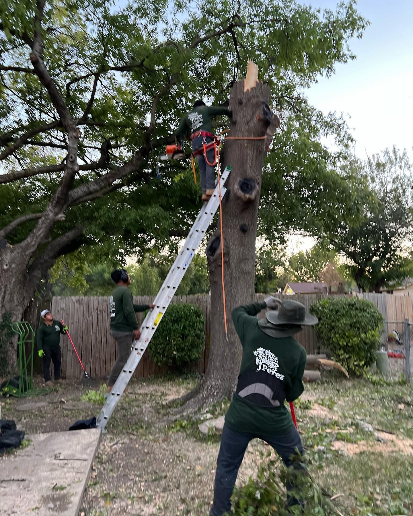 A group of men are cutting down a tree in a backyard.