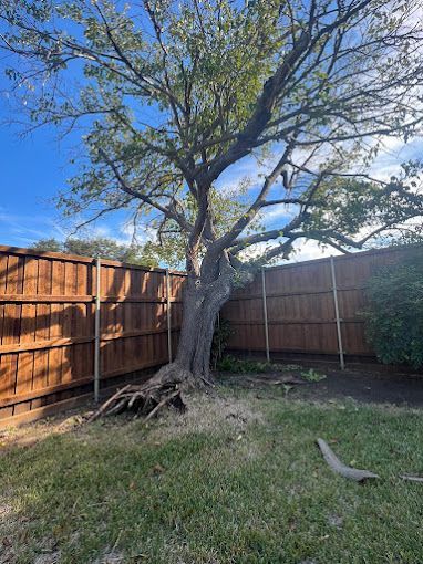 A tree in a backyard next to a wooden fence.