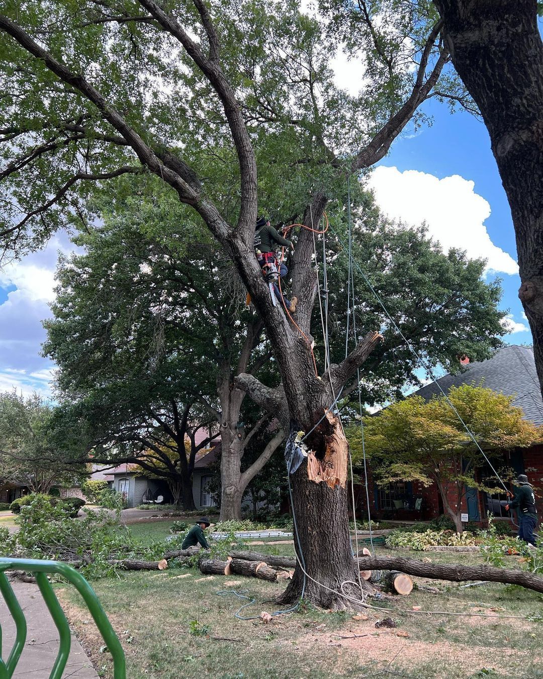 A man is climbing a tree with a hole in it.