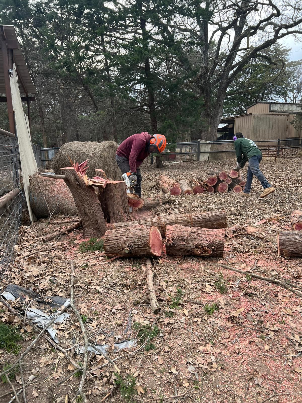 A man is cutting a tree with a chainsaw in a yard.