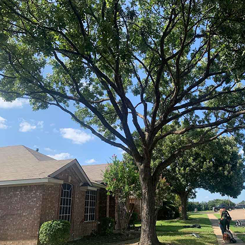 A large tree is in front of a brick house.