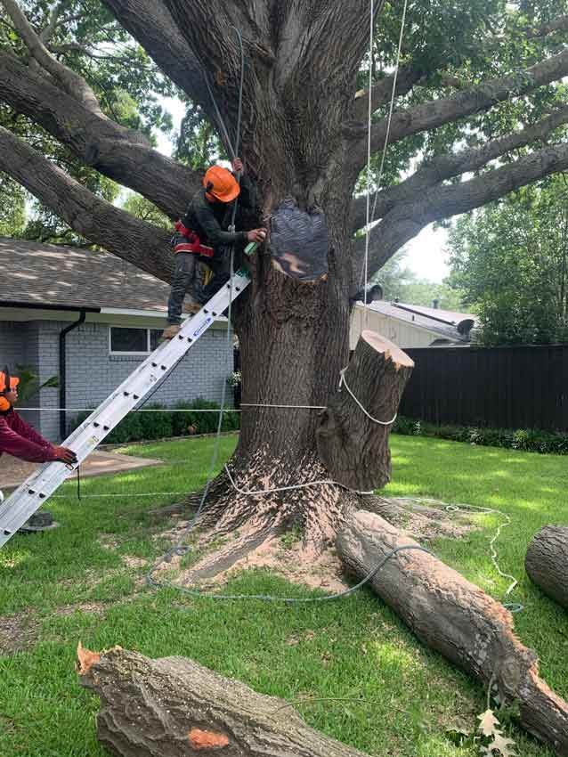A man is standing on a ladder next to a tree.
