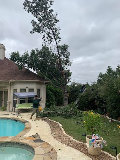 A man is climbing a tree in front of a house next to a pool.