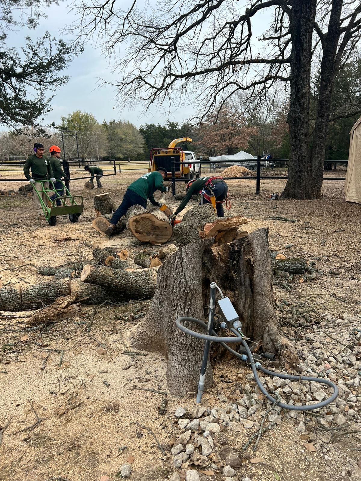 A group of people are working on a tree stump in a field.