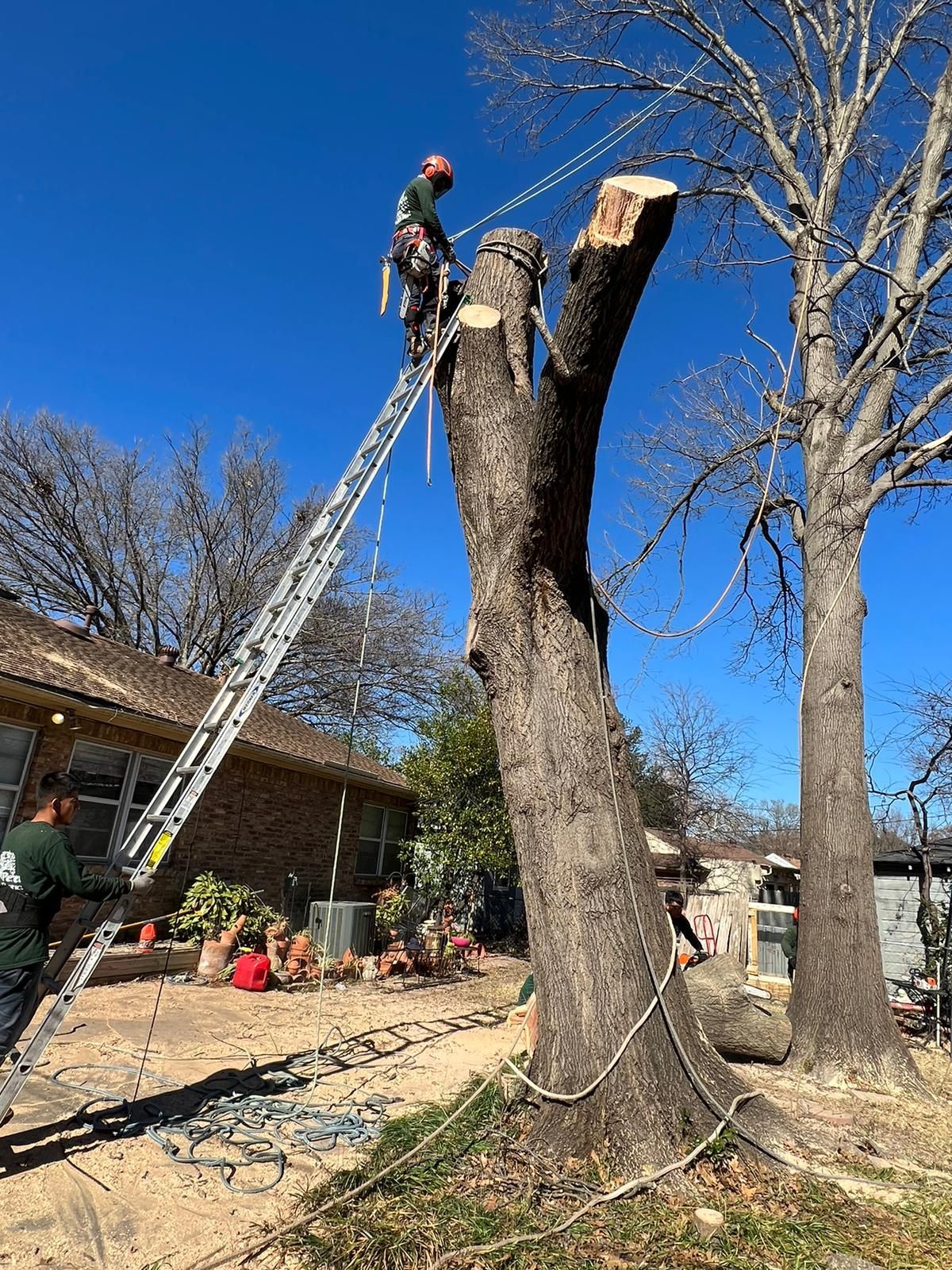 A man is climbing a tree with a ladder in front of a house.