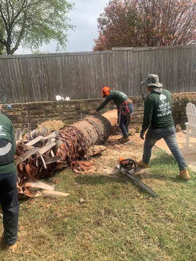 A group of men are cutting down a tree in a backyard.