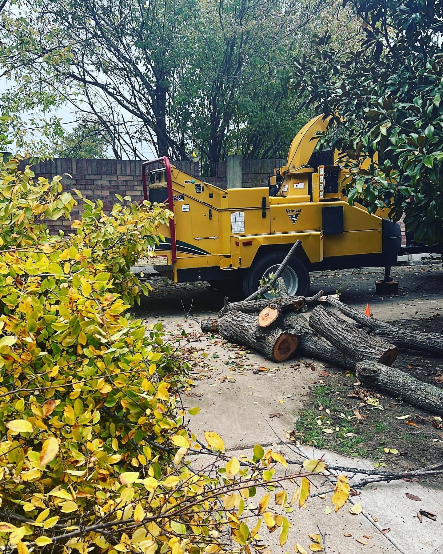 A tree chipper is cutting down a tree in a yard.
