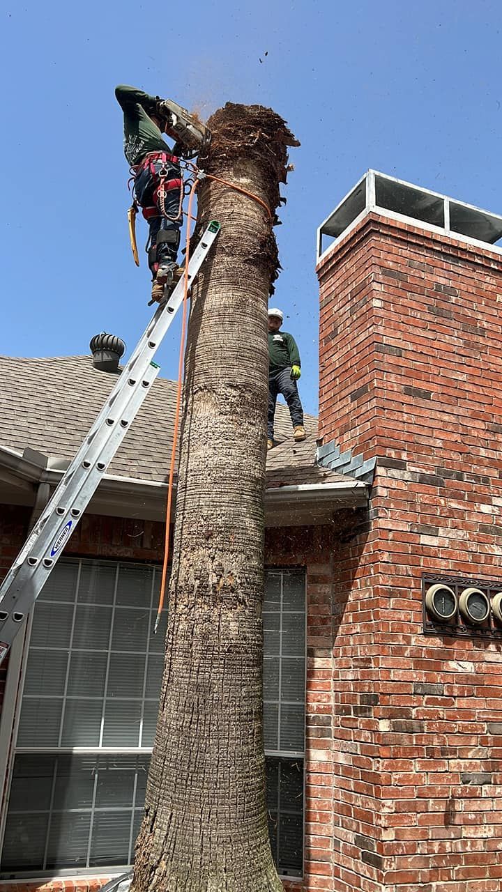 A man on a ladder is cutting a palm tree in front of a brick house.